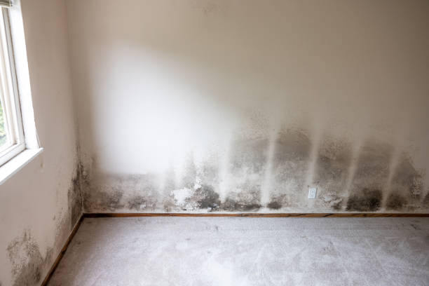 Professional Mold Removal in North Kingsville, OH