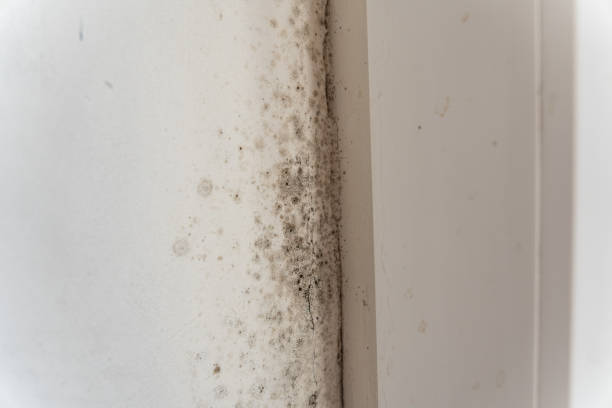 Environmental Consulting for Mold Prevention in North Kingsville, OH